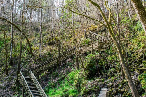 A winding wooden staircase through a lush, green forest with trees and moss-covered rocks.
