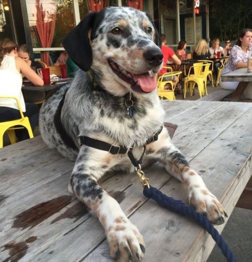 A happy blue merle dog sits on a wooden table at an outdoor café, enjoying the lively atmosphere.