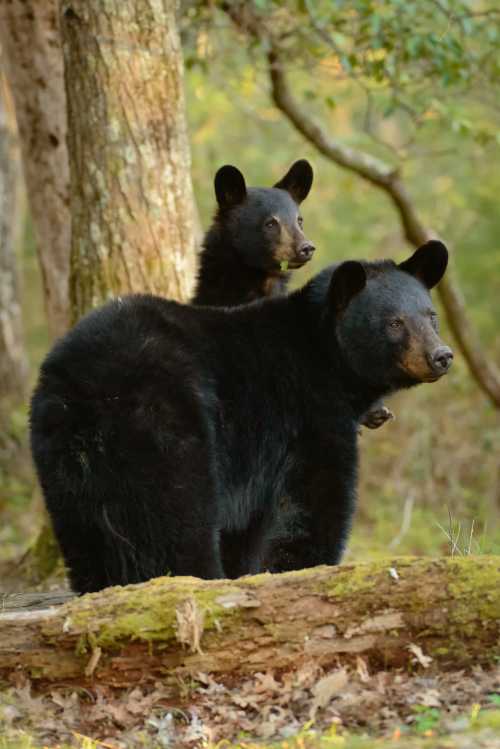 Two black bears stand near a tree, one in the foreground and another partially visible behind it, in a natural setting.