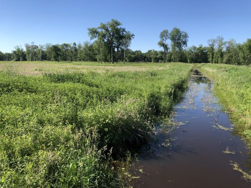A serene landscape featuring a grassy field with a narrow stream running through it, surrounded by trees under a clear blue sky.
