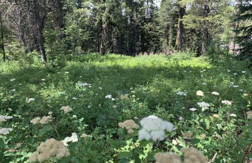 A lush green forest clearing filled with white and light-colored wildflowers under a canopy of trees.