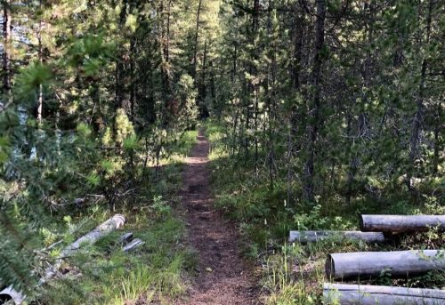 A narrow dirt path winds through a lush forest, surrounded by tall trees and scattered logs.