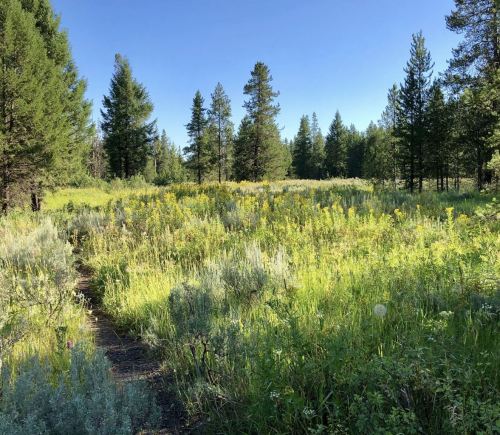 A sunny meadow filled with wildflowers and tall grasses, surrounded by trees under a clear blue sky.