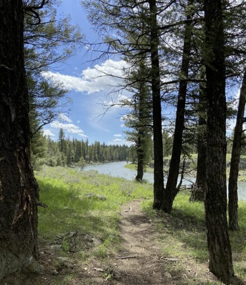 A serene path through tall trees leads to a calm river under a blue sky with fluffy clouds.