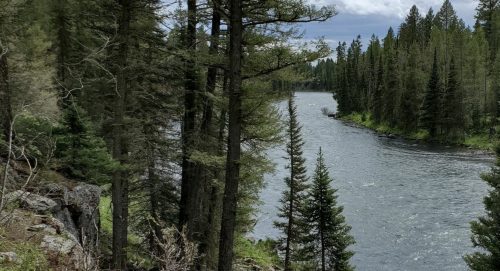 A serene river flows through a lush forest, surrounded by tall pine trees under a cloudy sky.