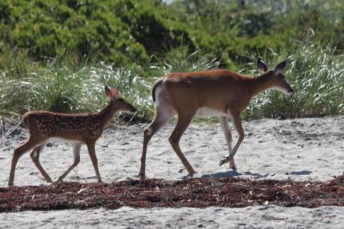 A doe and her fawn walking along a sandy beach, surrounded by green grass and vegetation.