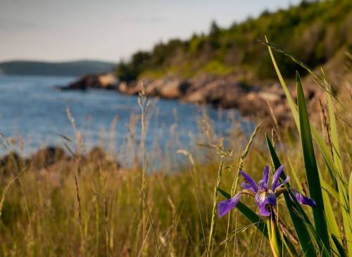 A vibrant purple iris blooms in tall grass by a serene coastal landscape with rocky shores and distant hills.