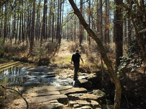 A person walks along rocky terrain beside a calm stream in a sunlit forest with tall trees.
