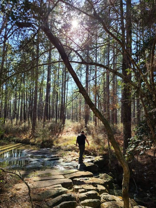 A person walks along a rocky path beside a stream in a sunlit forest with tall trees.
