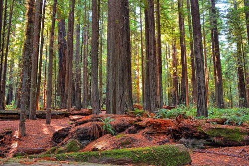 A serene forest scene with tall redwood trees, lush ferns, and a carpet of fallen leaves and moss. Sunlight filters through.