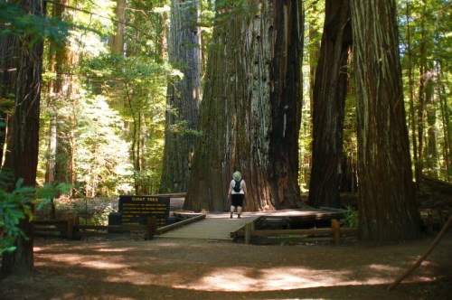 A person stands on a wooden path surrounded by towering redwood trees in a lush forest.