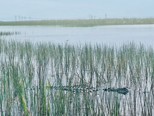 A serene wetland scene with tall green reeds growing in calm water, under a cloudy sky. Power lines are visible in the distance.