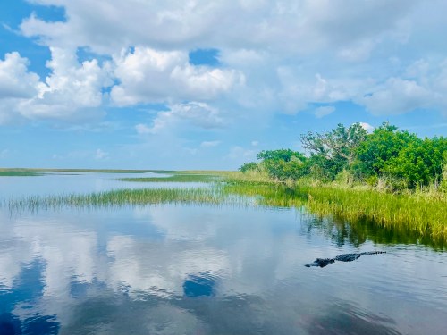 A serene wetland scene with calm water, lush green vegetation, and a blue sky dotted with clouds.