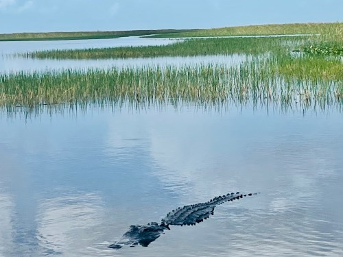 A crocodile swims in a calm, reflective waterway surrounded by tall grasses and a clear blue sky.