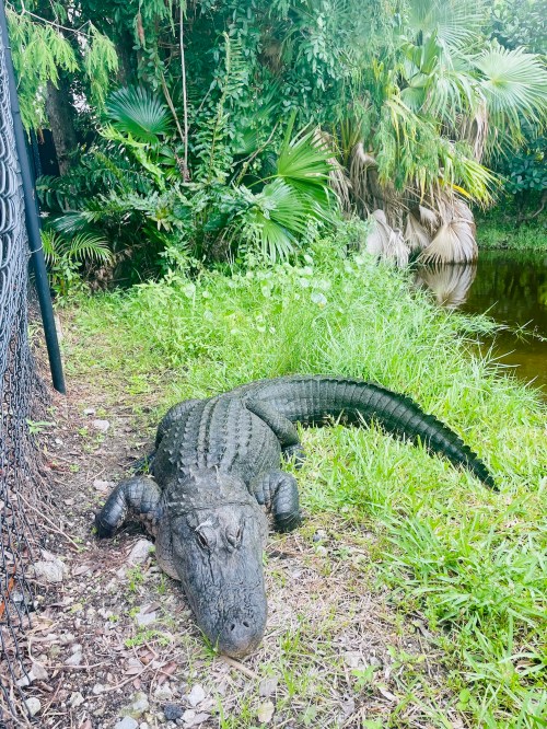 A large alligator resting on the grass near a pond, surrounded by lush greenery and palm trees.