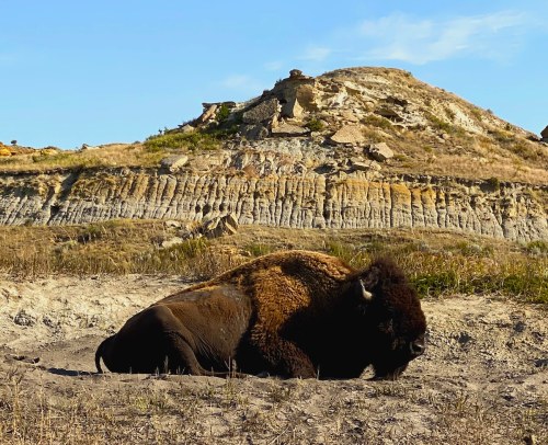 A bison resting on the ground with a rocky hillside in the background under a clear blue sky.