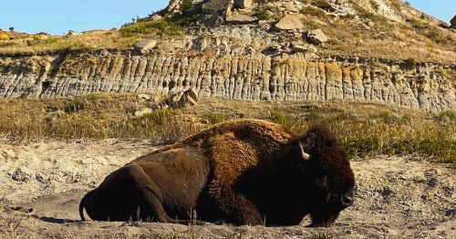 A bison resting on the ground with a rocky hill in the background under a clear blue sky.