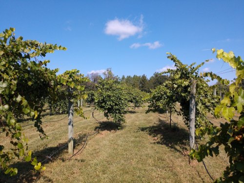 A sunny vineyard with rows of grapevines and a clear blue sky in the background.