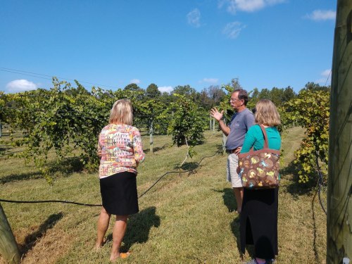 Three people stand in a vineyard, discussing the grapevines under a clear blue sky.