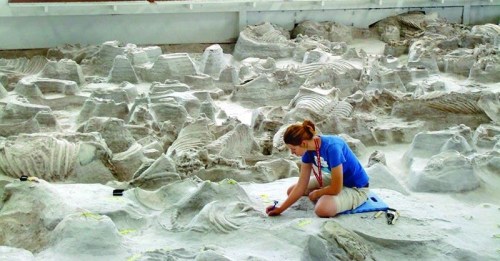 A researcher kneels on the ground, examining ancient fossils in a large excavation site filled with skeletal remains.