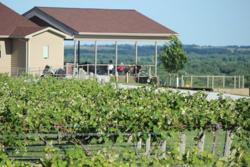 A vineyard with lush green vines in the foreground and a house with a porch in the background, overlooking a scenic landscape.