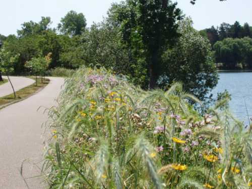 A scenic pathway lined with tall grass and wildflowers, alongside a calm lake surrounded by trees.