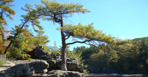 A lone tree stands on rocky terrain by a calm river, surrounded by colorful autumn foliage and clear blue skies.
