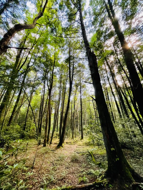 Tall trees stretch towards the sky in a lush, green forest, with sunlight filtering through the leaves.