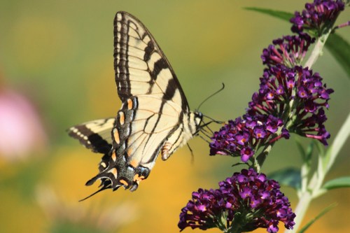 A butterfly with yellow and black markings perched on purple flowers, surrounded by a colorful blurred background.