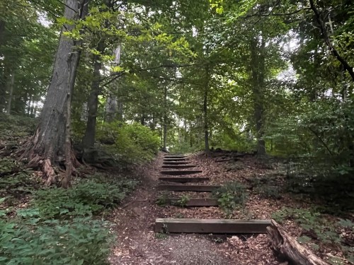 A forest path with wooden steps leading up through lush greenery and trees.