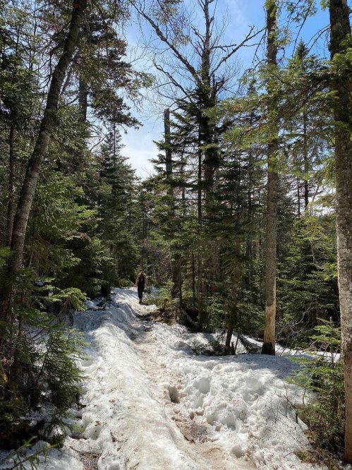 A person walks along a snowy trail surrounded by tall trees and greenery under a clear blue sky.