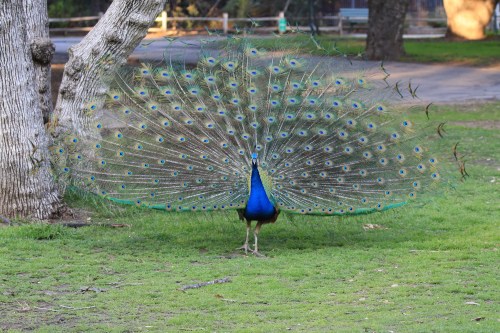 A vibrant peacock displaying its colorful feathers in a lush green park setting.