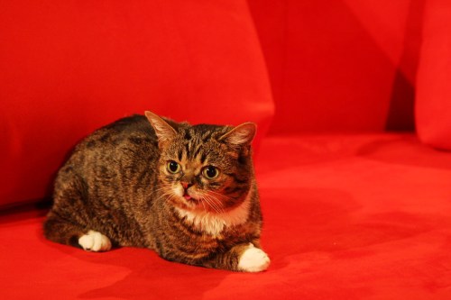 A small, tabby cat with big eyes sits on a bright red couch, looking curiously at the camera.
