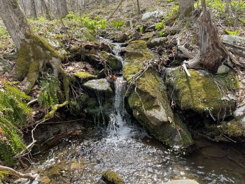 A small waterfall cascades over moss-covered rocks in a serene forest setting, surrounded by greenery.