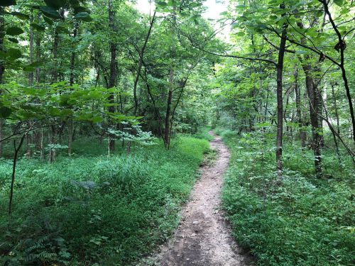 A winding dirt path through a lush green forest, surrounded by trees and dense foliage.