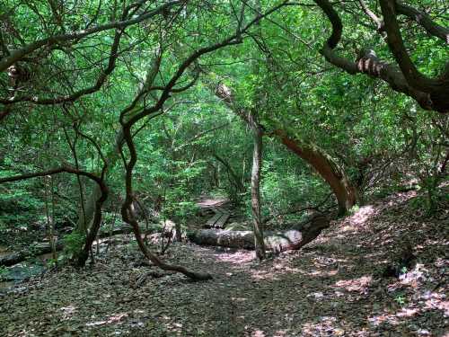 A lush, green forest path with twisted trees and fallen logs, surrounded by dense foliage and dappled sunlight.