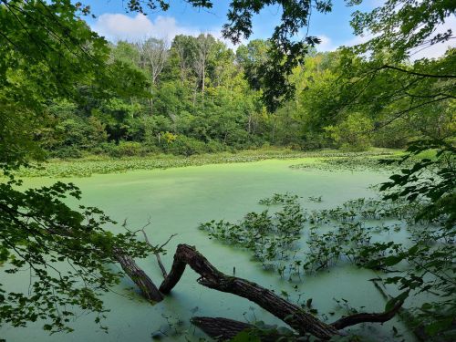 A serene pond surrounded by lush greenery, with a layer of green algae covering the water's surface.