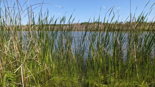Lush green reeds frame a tranquil lake under a clear blue sky, with trees visible in the background.