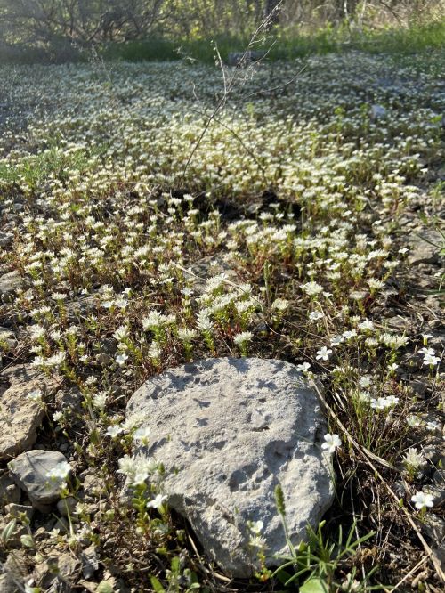 A rocky ground covered with small white flowers and green grass, creating a natural, serene landscape.