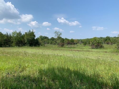 A sunny landscape featuring a grassy field with scattered trees and a blue sky dotted with clouds.