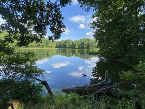 A serene lake surrounded by lush greenery and trees, reflecting the blue sky and clouds above.