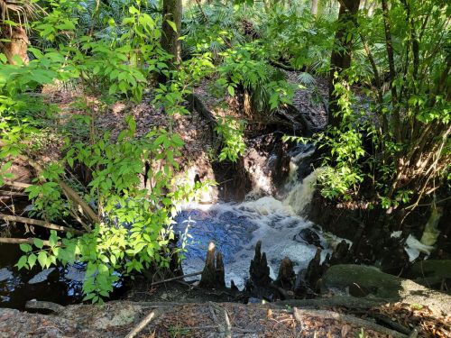 A small waterfall cascades over rocks, surrounded by lush green foliage in a serene forest setting.