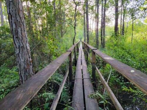 A wooden boardwalk stretches through a lush, green forest, surrounded by trees and ferns.