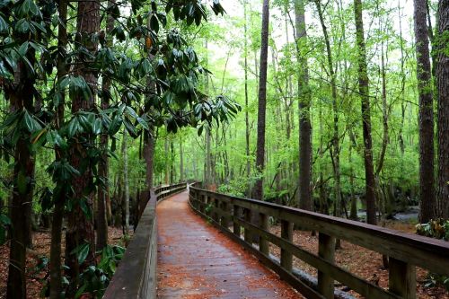 A winding wooden boardwalk through a lush green forest, surrounded by trees and foliage.
