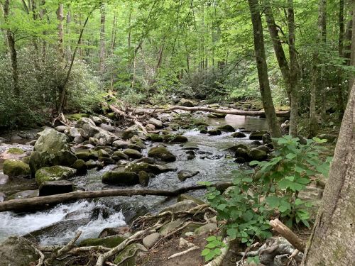 A serene forest scene featuring a flowing stream surrounded by lush greenery and rocky banks.