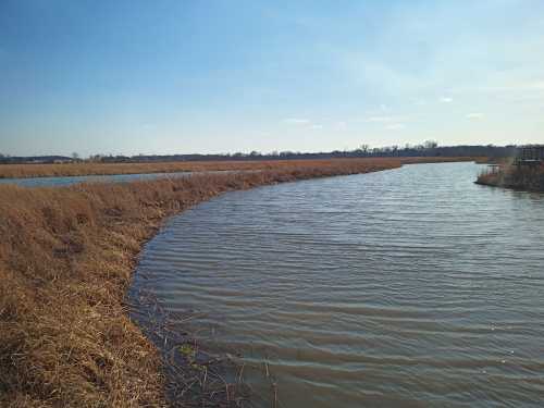 A winding river flows through a landscape of tall grasses under a clear blue sky.