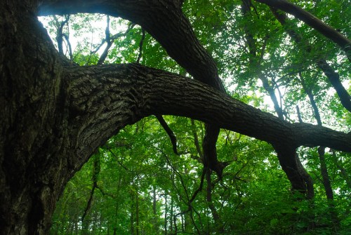 A close-up view of a large tree branch extending over a lush green forest.
