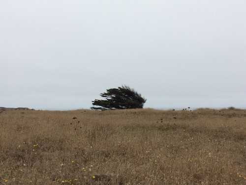 A windswept tree stands alone in a grassy field under a cloudy sky.