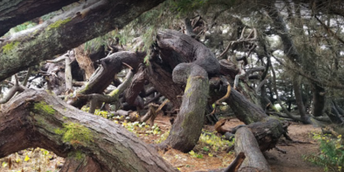 Twisted, gnarled tree roots and branches create a dense, natural landscape in a forest setting.