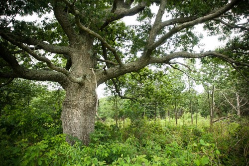 A large, sprawling tree stands amidst lush greenery in a forested area, with branches extending widely.